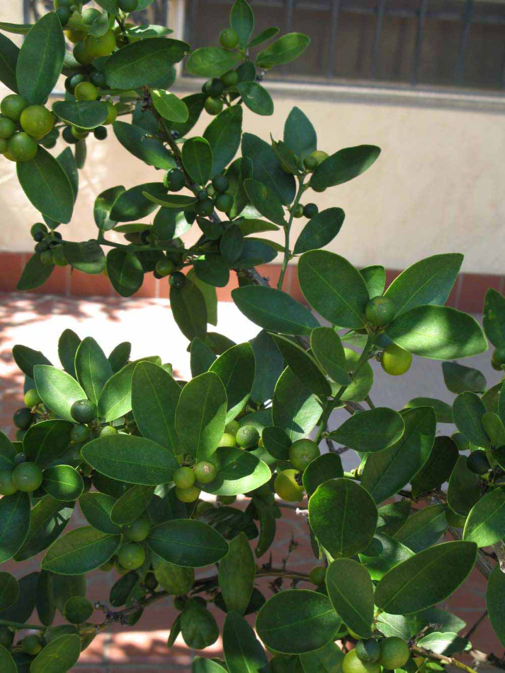              Shade leaves (Winter Haven, FL)       